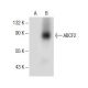 ABCF2 Antibody (C-10) - Western Blotting - Image 284998