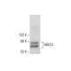 ABCF2 Antibody (E-2) - Western Blotting - Image 288623