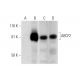 ABCF2 Antibody (E-2) - Western Blotting - Image 289603 