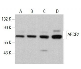 ABCF2 Antibody (E-2) - Western Blotting - Image 379534 
