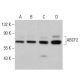 ABCF2 Antibody (E-2) - Western Blotting - Image 379534 