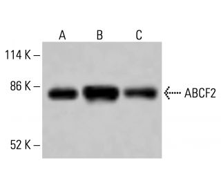 ABCF2 Antibody (E-2) - Western Blotting - Image 415071