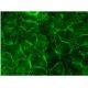 ABCG2 Antibody (5D3) - Immunofluorescence - Image 145130 