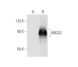 ABCG2 Antibody (6D170) - Western Blotting - Image 65901 