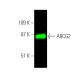 ABCG2 Antibody (B-1) - Western Blotting - Image 374303