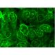 ABCG2 Antibody (BXP-21) - Immunofluorescence - Image 145138 