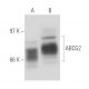 ABCG2 Antibody (BXP-21) - Western Blotting - Image 15561 