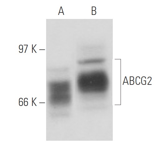 mi様ブラック2 Gemin2 Antibody (A-9) | SCBT - Santa Cruz Biotechnology