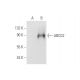 ABCG2 Antibody (BXP-21) - Western Blotting - Image 65897