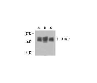 ABCG2 Antibody (BXP-53) - Western Blotting - Image 15563 