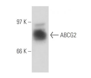 western blotting image from recommended ABCG2 (6D171) monoclonal antibody replacement. Image 62955