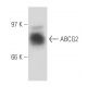 western blotting image from recommended ABCG2 (6D171) monoclonal antibody replacement. Image 62955