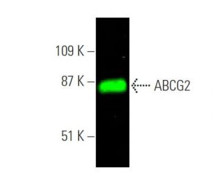 ABCG2 Antibody (B-1) - Western Blotting - Image 374303 