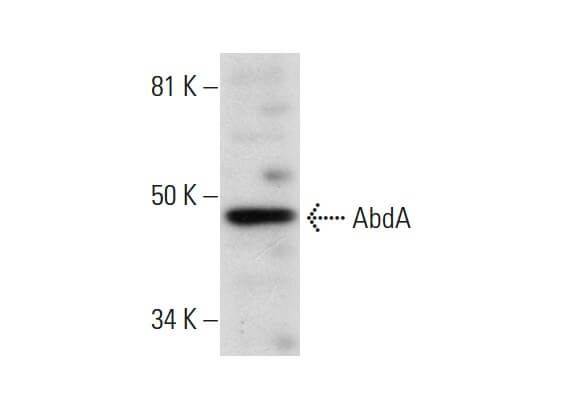 Api Abda AbdA Antibody (C-11) | SCBT - Santa Cruz Biotechnology