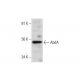 AbdA Antibody (C-11) - Western Blotting - Image 291889