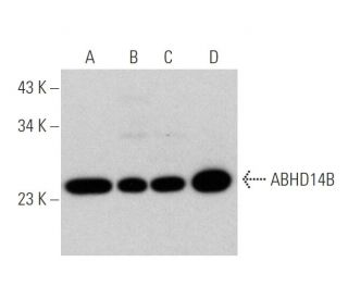 ABHD14B Antibody (E-12) - Western Blotting - Image 344055