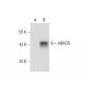 ABHD5 Antibody (C-8) - Western Blotting - Image 299313