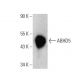 ABHD5 Antibody (C-8) - Western Blotting - Image 358567 