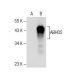 ABHD5 Antibody (C-9) - Western Blotting - Image 282586