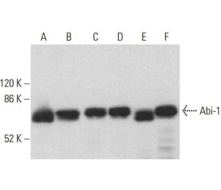 Abi-1 Antibody (B-12) - Western Blotting - Image 375477 