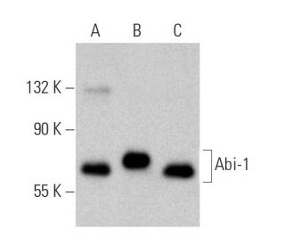 Abi-1 Antibody (C-1) - Western Blotting - Image 359985 
