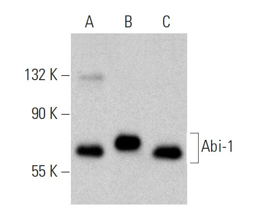Abi-1 Antibody (C-1) | SCBT - Santa Cruz Biotechnology
