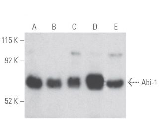 Abi-1 Antibody (C-1) - Western Blotting - Image 398107 