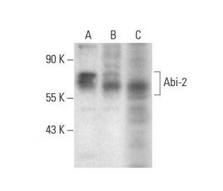 Abi-2 Antibody (B-3) - Western Blotting - Image 300600 