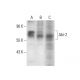 Abi-2 Antibody (B-3) - Western Blotting - Image 300600 