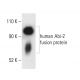 Abi-2 Antibody (B-3) - Western Blotting - Image 404254