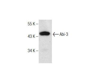 Abi-3 Antibody (C-7) - Western Blotting - Image 164542 