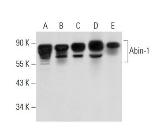 Abin-1 Antibody (G-12) - Western Blotting - Image 306361 