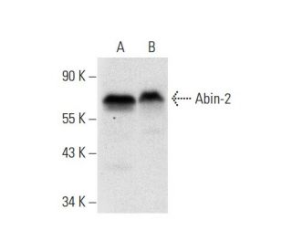 Abin-2 Antibody (H-8) - Western Blotting - Image 303391 