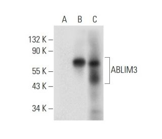 ABLIM3 Antibody (C-2) - Western Blotting - Image 305810 