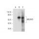 ABLIM3 Antibody (C-2) - Western Blotting - Image 305810 