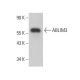 ABLIM3 Antibody (C-2) - Western Blotting - Image 376404