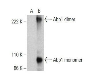 ABP1 Antibody (G-11) - Western Blotting - Image 376832 