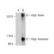 ABP1 Antibody (G-11) - Western Blotting - Image 376832 