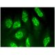 ABT1 Antibody (B-9) - Immunofluorescence - Image 296343 