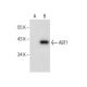 ABT1 Antibody (B-9) - Western Blotting - Image 286920 