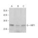 ABT1 Antibody (B-9) - Western Blotting - Image 383971