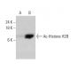 western blotting image from recommended Ac-Histone H2B (E-6) monoclonal antibody replacement. Image 383039