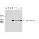 Ac-Histone H3 Antibody (AH3-120) - Western Blotting - Image 129790