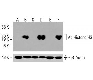 Ac-Histone H3 Antibody (D-4) - Western Blotting - Image 416151 