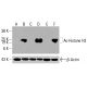 Ac-Histone H3 Antibody (D-4) - Western Blotting - Image 416151 