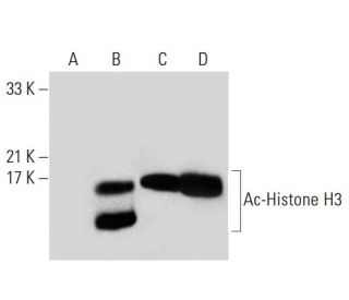 western blotting image from recommended Ac-Histone H3 (AH3-120) monoclonal antibody replacement. Image 139007