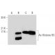 western blotting image from recommended Ac-Histone H3 (AH3-120) monoclonal antibody replacement. Image 139007