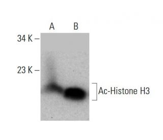 western blotting image from recommended Ac-Histone H3 (D-4) monoclonal antibody replacement. Image 385352