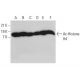 western blotting image from recommended Ac-Histone H4 (E-5) monoclonal antibody replacement. Image 376674