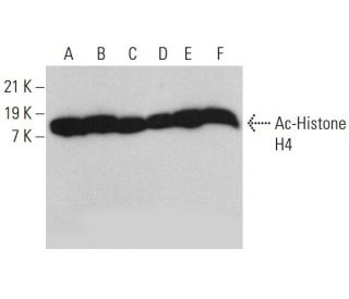 western blotting image from recommended Ac-Histone H4 (E-5) monoclonal antibody replacement. Image 376674